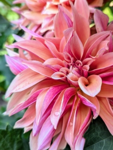 The majority of dahlia species do not produce scented flowers or cultivars, but they are brightly colored to attract pollinating insects.