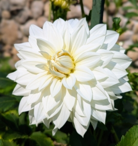 This one is bright creamy white with a very light yellow center.