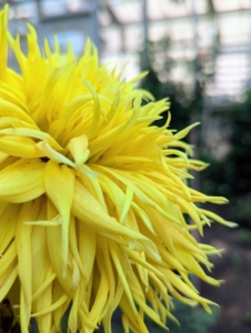 The genus Dahlia is native to the high plains of Mexico. Some species can be found in Guatemala, Honduras, Nicaragua, El Salvador, and Costa Rica as well as parts of South America where it was introduced.