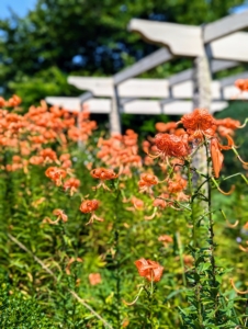 Tiger lilies, Lilium lancifolium, bloom in mid to late summer, are easy to grow and come back year after year.