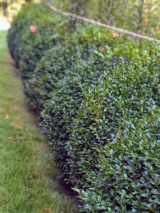 The boxwood shrubs I grew from cuttings. They’ve developed and grown into nicely sized specimens. Buxus is a genus of at least 70-species in the family Buxaceae. There are more than 300 boxwood shrubs planted on both sides of the pergola.