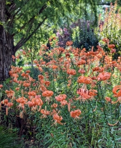 Across the carriage road, there are more orange tiger lilies blooming in my Stewartia Garden under the tall and stately bald cypress trees.