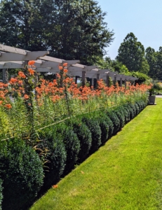 And now the entire south side of the pergola is covered in bright orange.