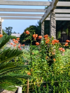 The entire pergola border and its surrounding gardens, trees, and other specimens provide a spectacular show every summer.