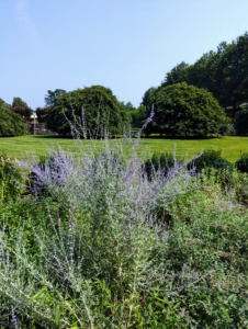 On the back side of the pergola garden I planted lots of Russian Sage with its tall, airy, spike-like clusters of lavender-blue flowers above finely textured, aromatic foliage.