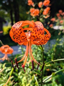 Tiger lilies are covered with black or deep crimson spots, giving the appearance of the skin of a tiger. They have large, down-facing flowers, each with six recurved petals. Many flowers can be up to five inches in diameter.