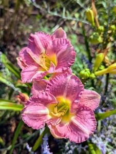 In this garden, I also have pops of daylilies. The daylily is a low-maintenance perennial—easy to grow, virtually disease- and pest-free, and able to survive drought, uneven sunlight, and poor soil. Despite the name, daylilies are not “true lilies.” Leaves grow from a crown and the flowers form on leafless stems called “scapes,” which rise above the foliage.