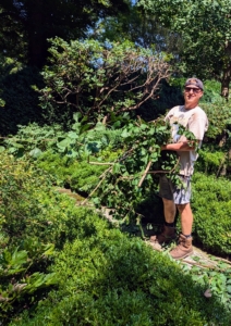 Behind my Summer House in the Sunken Garden, Josh is cleaning and weeding the formal beds. This garden is planted with American and English boxwood, ginkgo trees, smoke bushes, Siberian weeping pea shrubs, peonies, hostas, lilies, alliums, and other spring blooming bulbs. It is so beautiful here, especially in the springtime.