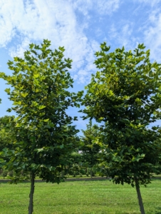 At one end of my living maze is a selection of Platanus acerifolia ‘Bloodgood’ trees, also known as London planes. I also have London planes growing in an allée through my middle hay field.