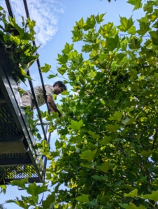 Not long ago, Pasang gave the trees their first pruning here at the farm. Pruning helps them grow into more strong, full and healthy trees with good, uniform shapes.