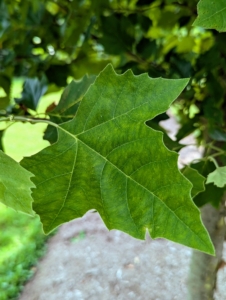 These large trees are sought after for the large three-lobed, toothed, dark green leaves that turn yellow, orange, and red with the fall season.