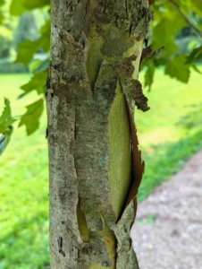 Its bark makes it even more interesting because it sheds in a patchwork pattern with growth and age.