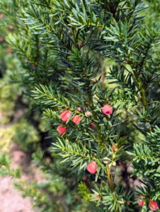 The long, upright-growing branches of Hick’s yew have dense, glossy, green foliage that naturally forms a narrow habit. And right now, they are showing off lots of berries, or red drupes, which usually come out in late summer and persist through fall.