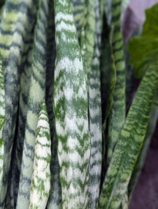 Certain cultivars of sansevieria have striped, elongated, smooth, greenish-gray leaves like these. Look closely – they are accented with lighter green bars going horizontally across each leaf.