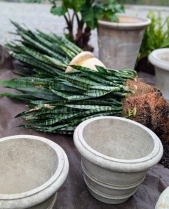 While working in my main greenhouse I noticed these beautiful sansevieria plants needed repotting. Ryan removed them from their pots and prepared all the necessary supplies.