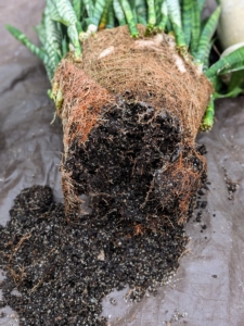 Ryan begins by slicing about an inch off the bottom. This will help to stimulate new root growth after it is repotted.