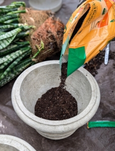 It's important to use the proper soil mix. The right soil mix will help to promote faster root growth.