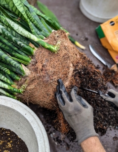 This plant outgrew its pot, so Ryan uses a knife to divide the plant into sections. Sansevieria plants are rapid growers and may need repotting or dividing annually. A well-grown sansevieria can split a pot with its mass of underground shoots.