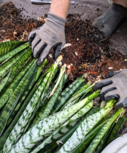 It is not difficult to divide sansevieria. Dividing is a good option for large plants. It also provides an opportunity to provide new soil for the main plant if its root bound.