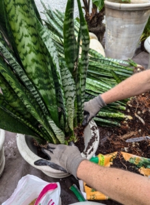 Ryan places the sansevieria firmly in the pot. Do you know… these plants absorb toxins, such as nitrogen oxides – they work great for improving indoor air quality? In fact, it is one of the best air purifying plants to keep.