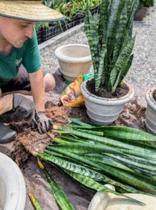 Always be sure to use sharp instruments to keep cuts clean and to prevent root damage.