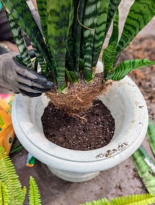 The leaves do not mind being crowded. This pot will do nicely for the sansevieria.