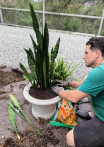 Ryan backfills and tamps the soil down around the plant to prevent any air holes. Although they are very forgiving, sansevieria plants prefer indirect but steady light with some direct sun. They can adapt to full sun conditions, and will also survive quite dim situations.