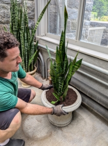 I wanted them in the glass hallway connecting the greenhouse and head house, so they can be closely monitored. Ryan positions them with their best sides facing inward.