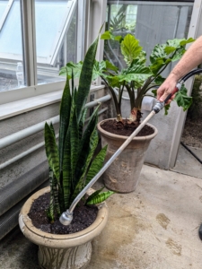 Plants can be watered about once every two to six weeks, depending on the temperature, light levels, and humidity.