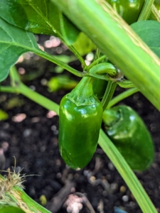 I grow many peppers to share with family and friends. If you grow a variety of peppers, be careful when picking them – always keep the hot ones separated from the sweet ones, so there is no surprise in the kitchen.