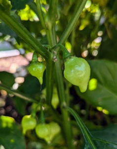 These are birds beak peppers - they need a little more time. Birds beak peppers, also known as Pimenta Biquinho, are small, round peppers with a tapered tip that resembles a bird's beak. They originated in Brazil and are known for their tangy, fruity flavor and mild heat level. Birds beak peppers can be eaten raw or used as a garnish - I like to pickle them.