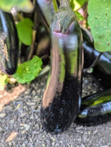 I have a large bed of eggplants and there are so many ready to pick. Eggplants are ready to harvest when they are firm, glossy, and shiny.