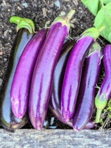 It is good to pick eggplants when they are young and tender. Try to pick a little early, which will encourage the plant to grow more, and will help to extend the growing season.