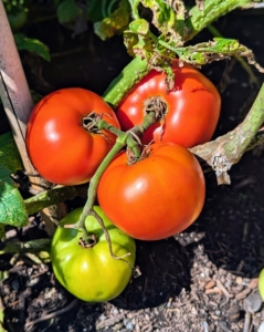 Many of the bigger tomatoes are ready too! I grow about 120 tomato plants every year - different varieties for different cooking and eating qualities, as well as early and midseason varieties to ensure a good supply from midsummer to fall.