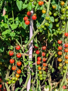 Look at the many tomatoes developing on the vines. So many are bright red and ready to pick. Most tomato plant varieties need between 50 and 90 days to mature. Planting can also be staggered to produce early, mid and late season tomato harvests.