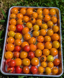 As the tomatoes are harvested, I like to place them on baking sheets to keep them from getting bruised.