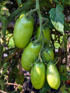 These will ripen in the coming weeks. Tomatoes are heat loving plants, so all the hot weather we’ve had has really helped our crops – the tomato vines are laden with fruit.