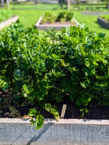 Celery takes a while to mature - 130 to 140 days.