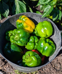 Sweet bell peppers are popular in the garden – all grassy in flavor and crunchy in texture. I love making stuffed peppers – so easy and so delicious.