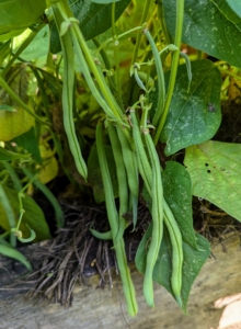 There are also a lot of beans. Beans grow best in full sun and moist soil. Bush beans are second only to tomatoes as the most popular vegetables in home gardens. Bush beans are eaten when the seeds are small. They are also called string beans because of a fibrous string running the length of the pod.