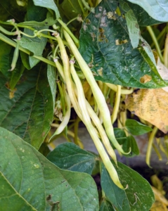 They also come in yellow. Bush beans grow on shrubby plants and are very prolific producers. They can continually produce throughout the season with the proper care. In general, bush beans should be ready in 50 to 55 days.