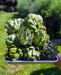 This entire tray of artichokes was harvested in just a few minutes. Artichoke harvest starts in late July or early August and continues well until frost. The globe artichoke, Cynara scolymus, is actually a flower bud, which is eaten when tender.