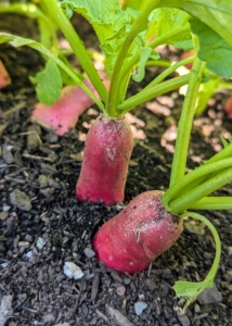 Many radishes are also ready. The radish is an edible root vegetable of the Brassicaceae family. Radishes are grown and consumed throughout the world, and mostly eaten raw as a crunchy salad vegetable. Have you ever tried radish and butter with pinch of flaky salt? It is a popular French low-carb snack, and it's delicious.