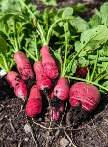 Radishes are easy to pick - one can just pull the entire plant straight up from the soil.