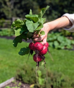 Radishes come in many varieties - both long and round. The flavor can range from very mild to very spicy, depending on the kind.