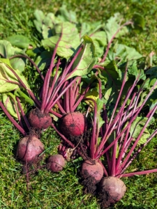 The beetroot is the taproot of the beet plant, and is often called the table beet, garden beet, red or golden beet or simply… beet. Beets are highly nutritious and very good for maintaining strong cardiovascular health. It’s low in calories, contains zero cholesterol, and is rich in folates, vitamin-A, B-complex, and antioxidants.