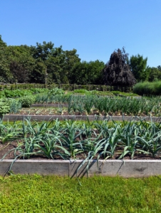 There is so much growing in the garden - we will be harvesting wonderful vegetables every week for the rest of the season.