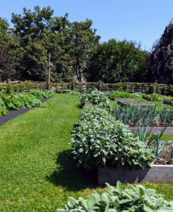 I am so pleased and so proud of my new vegetable garden. It’s been so productive and all the vegetables look fantastic. It's important to check it every day – there’s always something ready to pick. On the left are the growing vines of my pumpkins.