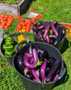 Everything is collected in buckets, trays, and large plastic bags. Look at the bounty - and there's still more to harvest.