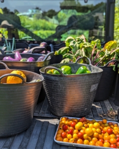 All the freshly picked vegetables are loaded up and brought to my flower room, where they can be washed if needed, then bagged and stored in the refrigerator. I am looking forward to eating all the fruits of my labor.